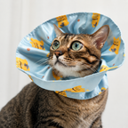 Elizabethan Collar