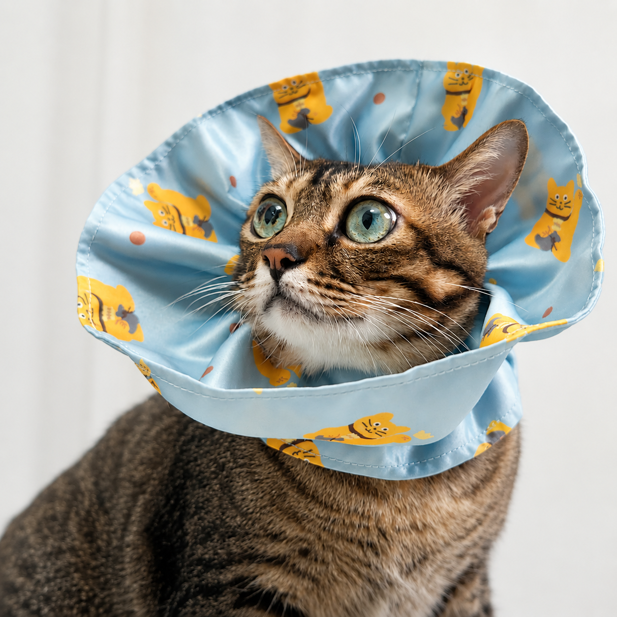 Elizabethan Collar