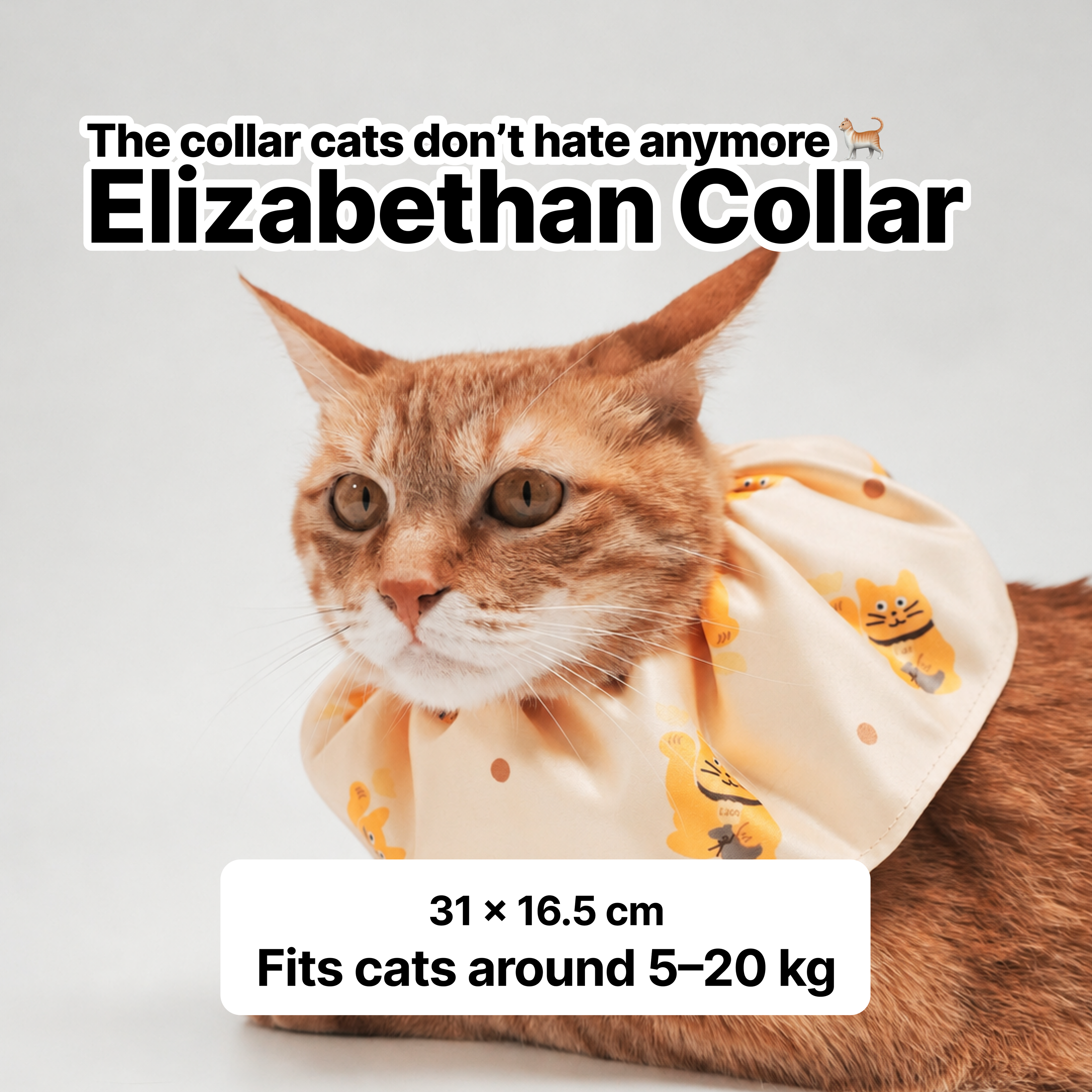 Elizabethan Collar