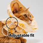 Elizabethan Collar