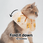 Elizabethan Collar